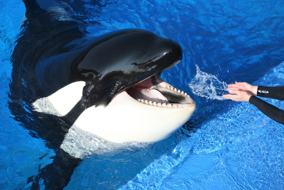 According to online reports, Sumar's mother, Taima, showed aggression toward him when he was still very young, and he was eventually separated from her. Credit: Katerina Studios; Inherently Wild: https://inherentlywild.co.uk/sumars-gallery/