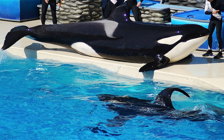 Sumar lies on the concrete platform, while Ulises, a male taken from the waters off Iceland, is in the pool below. Born at SeaWorld in May 1998, Sumar was the son of Taima, a captive-born female, and Tilikum, a male captured near Iceland, making him a hybrid orca created by SeaWorld's practice of breeding different ecotypes. Credit: Eddie Maloney (provided by Sarah Farrell); Inherently Wild: https://inherentlywild.co.uk