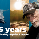 Dolphin Project: 56 Years and Going Strong