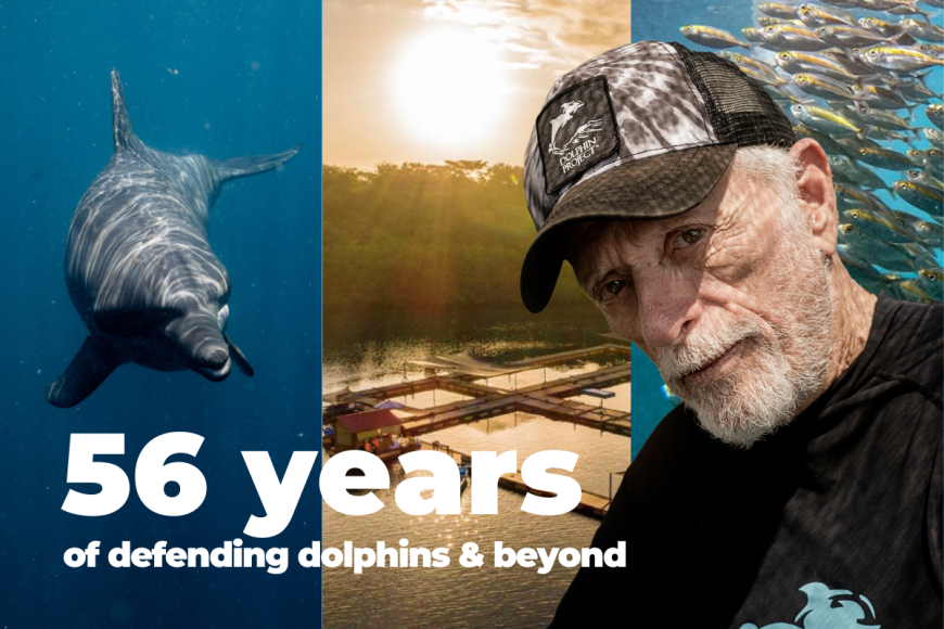 Dolphin Project: 56 Years and Going Strong
