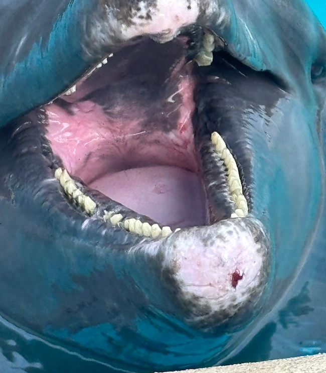 A dolphin at Vallarta Adventures showing concerning visible issues around its mouth and beak. Empty the Tanks Mexico is documenting this cruelty and urging Mexican authorities to take action to protect these animals from further suffering. Credit: Empty the Tanks Mexico