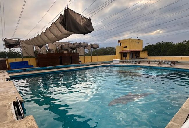 Dolphins at Vallarta Adventures are confined in small concrete tanks, stripped of any natural habitat, space, or stimulation. Forced into extreme confinement, deprived of normal social interactions, and exposed to constant human handling, they show signs of chronic stress and tremendous suffering—all so tourists can be entertained and the facility can profit from their exploitation. Credit: Empty the Tanks Mexico