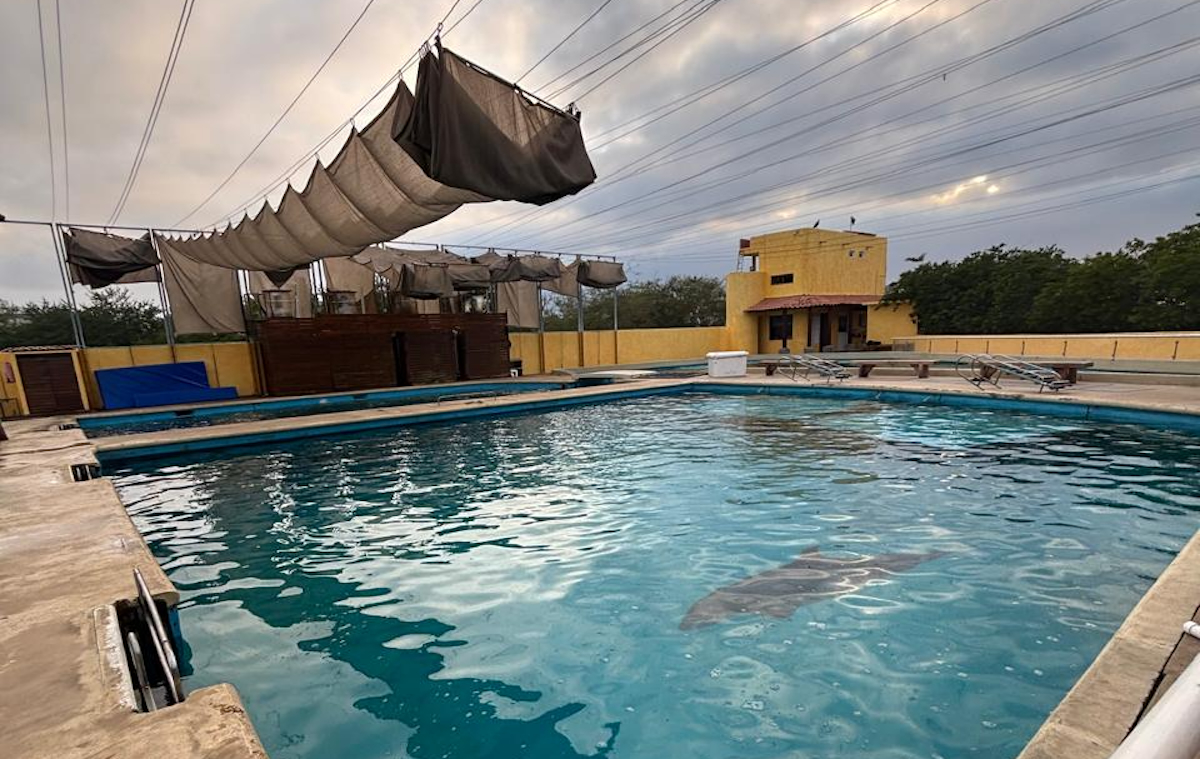 Dolphins at Vallarta Adventures are confined in small concrete tanks, stripped of any natural habitat, space, or stimulation. Forced into extreme confinement, deprived of normal social interactions, and exposed to constant human handling, they show signs of chronic stress and tremendous suffering—all so tourists can be entertained and the facility can profit from their exploitation. Credit: Empty the Tanks Mexico