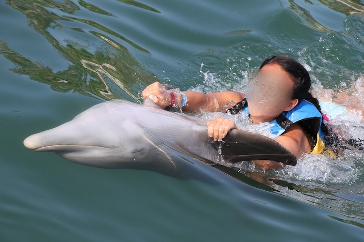 A "ride" built on control, not choice. What TUI describes as "the stuff holiday dreams are made of" is a coerced interaction, with dolphins used as props for rides and photo ops for tourists. License: Creative Commons Attribution-Share Alike 4.0 International license; Author: Ohpencap