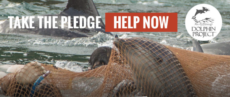 Take the pledge to NOT buy a ticket to a captive dolphin show