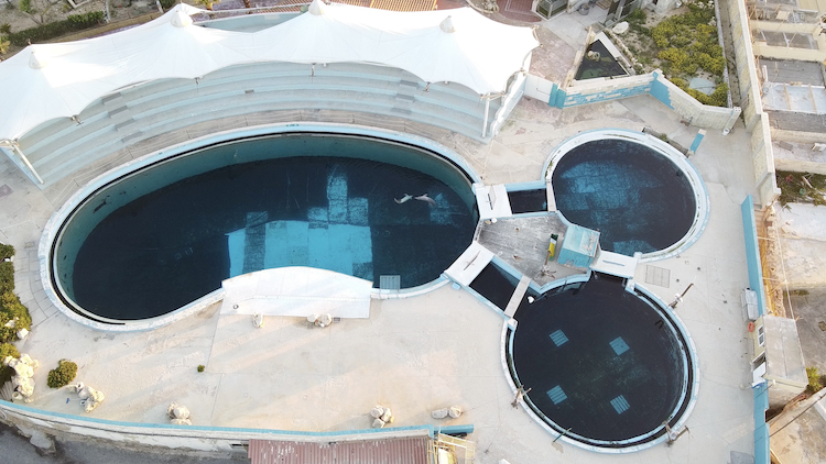 Looking at the gloomy concrete tanks at Mediterraneo Marine Park, it’s impossible to comprehend how Maltese authorities have allowed this cruelty to continue for decades. While circus-like shows and dolphin encounter programs draw in paying tourists, it’s the dolphins who pay the ultimate price. One was captured in Cuba over 25 years ago; the other four were born in captivity – the offspring of wild-caught Cuban dolphins who have since died. Despite having months to improve conditions, the facility still has not provided the dolphins with even the most basic protection from the sun. Apparently, their suffering is simply not a consideration. Credit: Waves Not Walls