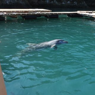 Stolen freedom is not entertainment, Taiji Whale Museum, Japan