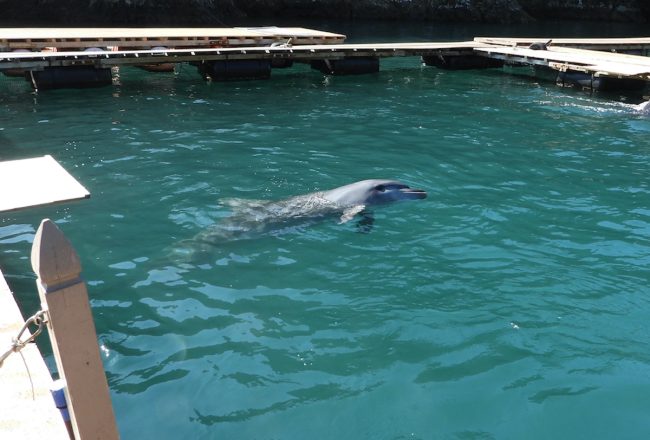 Stolen freedom is not entertainment, Taiji Whale Museum, Japan