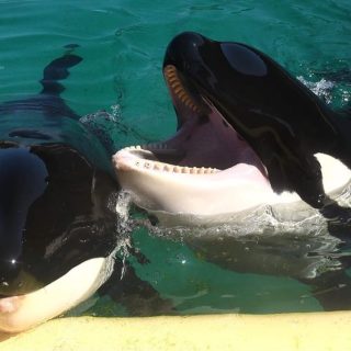 Keijo with his mother Wikie. Born at Marineland d'Antibes in France, both are of Icelandic origin and could soon be transferred to Loro Parque in Tenerife, Spain. Credit: @petite_photographe_animaliere (IG); Inherentlywild.co.uk