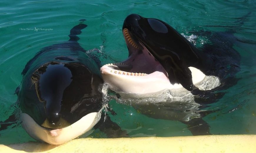Keijo with his mother Wikie. Born at Marineland d'Antibes in France, both are of Icelandic origin and could soon be transferred to Loro Parque in Tenerife, Spain. Credit: @petite_photographe_animaliere (IG); Inherentlywild.co.uk