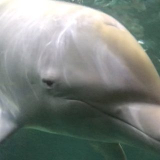 Angel the albino bottlenose dolphin, Taiji Whale Museum, Taiji, Japan.