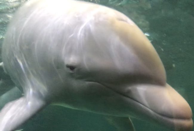 Angel the albino bottlenose dolphin, Taiji Whale Museum, Taiji, Japan.