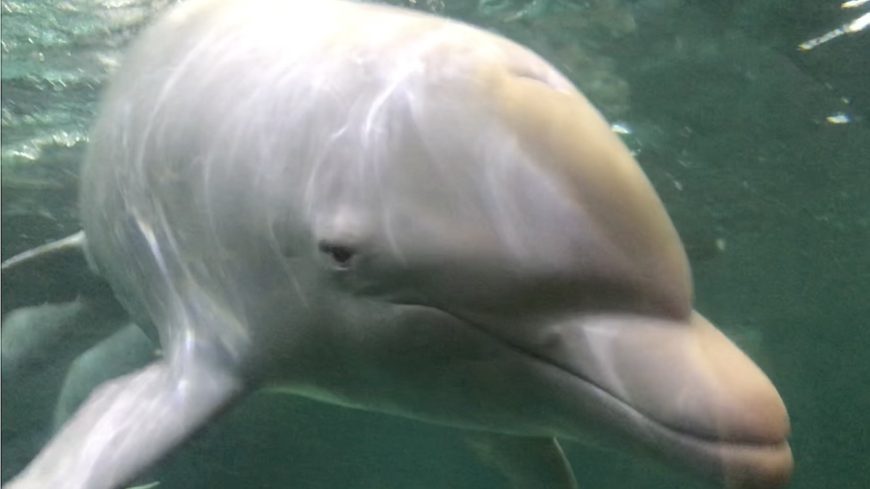 Angel the albino bottlenose dolphin, Taiji Whale Museum, Taiji, Japan.