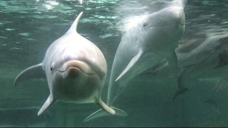Angel and Hamata, a Risso’s dolphin, Taiji Whale Museum, Taiji, Japan