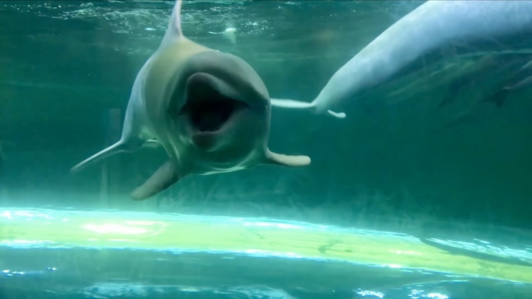 Angel jaw-clapping, thought to be a sign of aggression, Taiji Whale Museum, Taiji, Japan