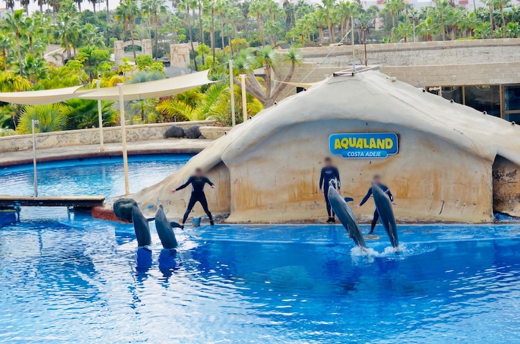 These dolphins continue to perform while the UK government has yet to complete the secondary legislation needed to bring its 2023 law on low-welfare wildlife attractions abroad into force.