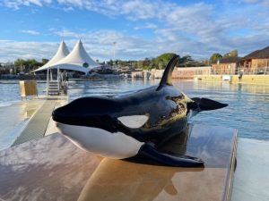 Keijo was born at Marineland in France in 2013 and has spent his entire life inside a concrete stadium. Like his mother Wikie, he has never experienced anything resembling a natural habitat. Keijo cannot be released into the wild, but that does not mean his future must consist of performances and more years in a concrete tank. A coastal ocean sanctuary could offer Wikie and Keijo a more natural life, without shows and crowds of spectators. Credit: Katerina Studios; Inherently Wild: https://inherentlywild.co.uk