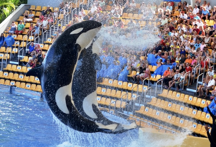 Tourists from the UK make up a significant share of visitors to Loro Parque in Tenerife, Spain, where orcas and bottlenose dolphins perform in front of audiences. Although dolphin shows no longer exist in the UK due to animal welfare concerns, UK holidaymakers continue to support similar performances overseas, helping sustain the captivity industry abroad.