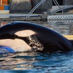 Wikie was born at Marineland in France in 2001 to the wild-caught Icelandic orcas Sharkane and Kim II. In 2011, she gave birth to her first calf, a male named Moana, who died in 2023. In 2013, Wikie gave birth to Keijo, the last surviving orca remaining with her at Marineland today. Credit: Credit: @xrealeyes (IG); Inherently Wild: https://inherentlywild.co.uk