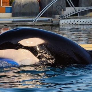 Wikie was born at Marineland in France in 2001 to the wild-caught Icelandic orcas Sharkane and Kim II. In 2011, she gave birth to her first calf, a male named Moana, who died in 2023. In 2013, Wikie gave birth to Keijo, the last surviving orca remaining with her at Marineland today. Credit: Credit: @xrealeyes (IG); Inherently Wild: https://inherentlywild.co.uk