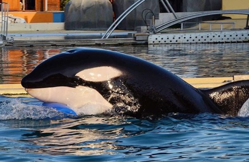 Wikie was born at Marineland in France in 2001 to the wild-caught Icelandic orcas Sharkane and Kim II. In 2011, she gave birth to her first calf, a male named Moana, who died in 2023. In 2013, Wikie gave birth to Keijo, the last surviving orca remaining with her at Marineland today. Credit: Credit: @xrealeyes (IG); Inherently Wild: https://inherentlywild.co.uk