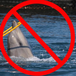 After millions of years of evolution, dolphins deserve to live as nature intended: wild and free, not performing tricks for food.