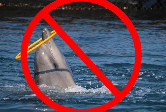 After millions of years of evolution, dolphins deserve to live as nature intended: wild and free, not performing tricks for food.