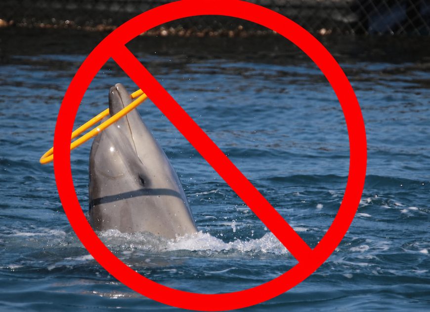 After millions of years of evolution, dolphins deserve to live as nature intended: wild and free, not performing tricks for food.