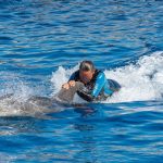When dolphins are used for rides and close-up encounters, they are no longer treated as sentient, wild beings, but as attractions to be touched, handled, and ridden for human amusement. Few practices better illustrate how exploitation has been normalized within the captive dolphin industry.