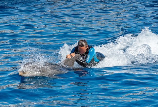 When dolphins are used for rides and close-up encounters, they are no longer treated as sentient, wild beings, but as attractions to be touched, handled, and ridden for human amusement. Few practices better illustrate how exploitation has been normalized within the captive dolphin industry.