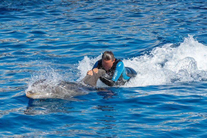 When dolphins are used for rides and close-up encounters, they are no longer treated as sentient, wild beings, but as attractions to be touched, handled, and ridden for human amusement. Few practices better illustrate how exploitation has been normalized within the captive dolphin industry.