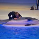 For years, Kolmården Zoo operated as a breeding facility, supplying young “show-quality” dolphins to other dolphinariums across Europe. Despite announcing the closure of its dolphinarium in 2022, it has not been able to find new "homes" for the dolphins. Luna's story highlights the consequences of using dolphins for entertainment: a life shaped by confinement, prolonged illness, and interventions that have raised serious animal welfare concerns.