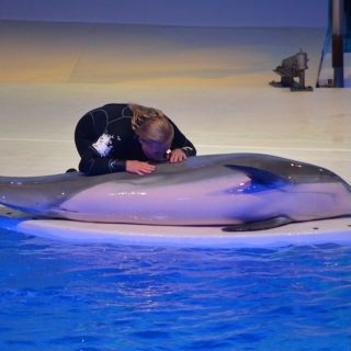 For years, Kolmården Zoo operated as a breeding facility, supplying young “show-quality” dolphins to other dolphinariums across Europe. Despite announcing the closure of its dolphinarium in 2022, it has not been able to find new "homes" for the dolphins. Luna's story highlights the consequences of using dolphins for entertainment: a life shaped by confinement, prolonged illness, and interventions that have raised serious animal welfare concerns.
