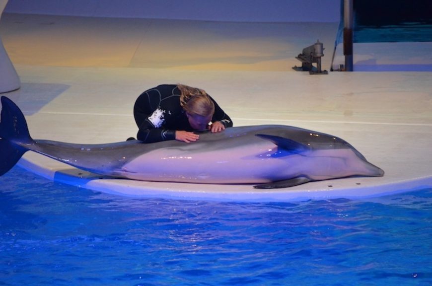 For years, Kolmården Zoo operated as a breeding facility, supplying young “show-quality” dolphins to other dolphinariums across Europe. Despite announcing the closure of its dolphinarium in 2022, it has not been able to find new "homes" for the dolphins. Luna's story highlights the consequences of using dolphins for entertainment: a life shaped by confinement, prolonged illness, and interventions that have raised serious animal welfare concerns.