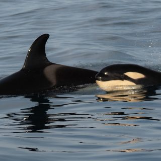 Sintra with her new sibling IB57. Credit: Alexandra Johnston, taken under permit (WeWhale Association)