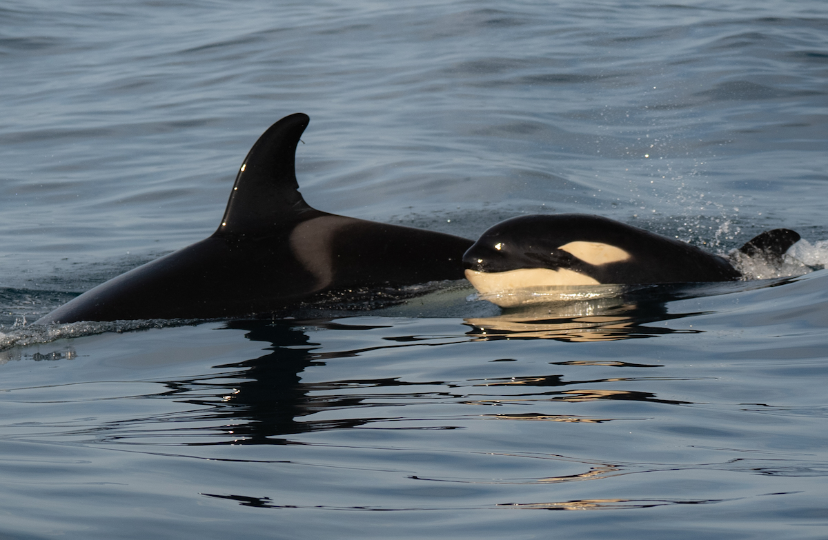 Sintra with her new sibling IB57. Credit: Alexandra Johnston, taken under permit (WeWhale Association)