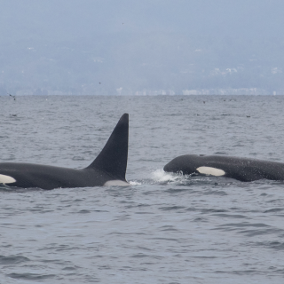 Wild orcas swimming free in Monterey Bay, California