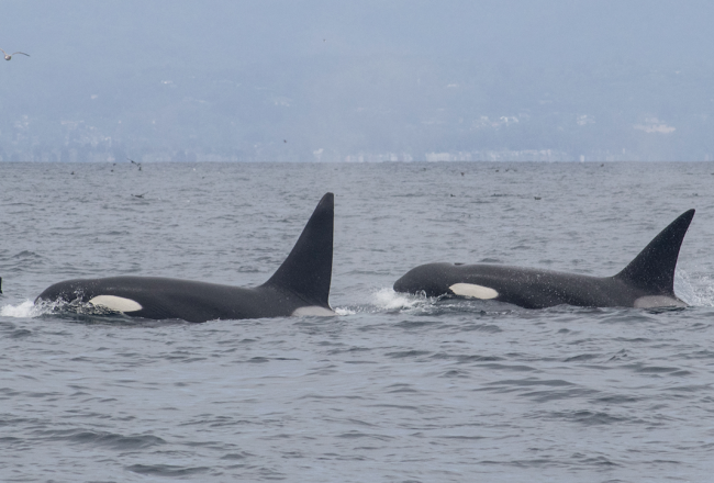Wild orcas swimming free in Monterey Bay, California