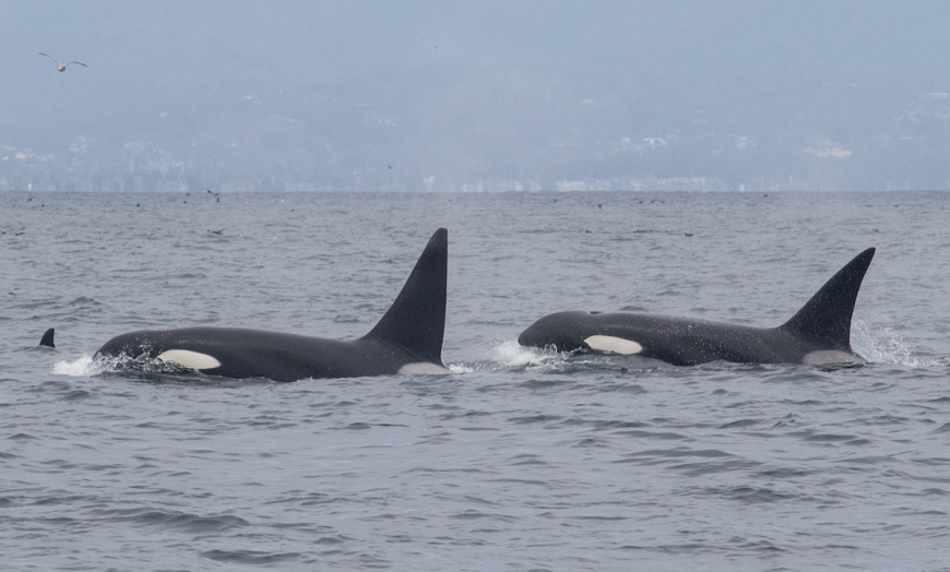 Wild orcas swimming free in Monterey Bay, California