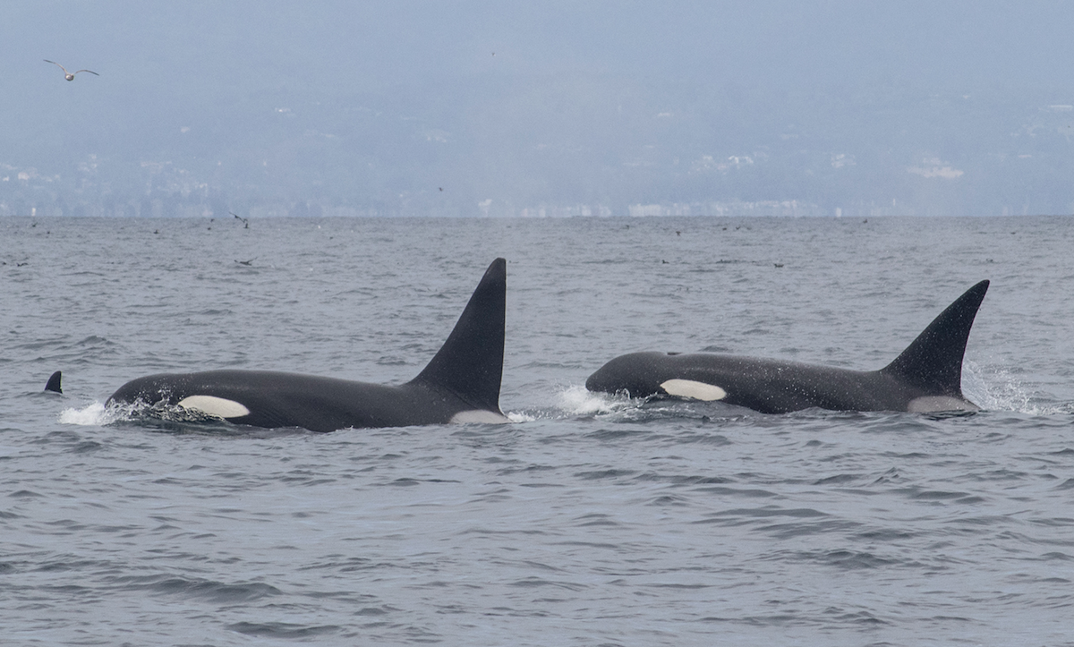 Wild orcas swimming free in Monterey Bay, California