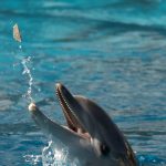 Image taken July 25, 2026, showing one of the dolphins transferred from Marineland Antibes to Selwo Marina in Spain. Just two days after the transfer, the dolphin was seen tossing a piece of concrete into the air. If the concrete becomes lodged in the dolphin's throat, the consequences could be life-threatening. Credit: Alexandra Johnston