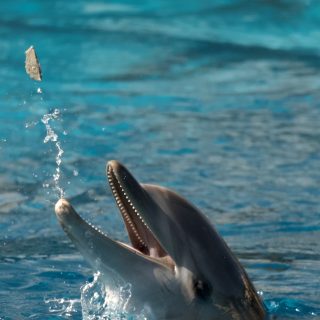 Image taken July 25, 2026, showing one of the dolphins transferred from Marineland Antibes to Selwo Marina in Spain. Just two days after the transfer, the dolphin was seen tossing a piece of concrete into the air. If the concrete becomes lodged in the dolphin's throat, the consequences could be life-threatening. Credit: Alexandra Johnston