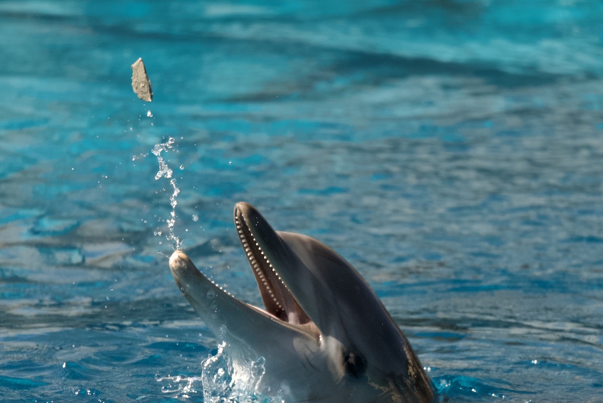 Image taken July 25, 2026, showing one of the dolphins transferred from Marineland Antibes to Selwo Marina in Spain. Just two days after the transfer, the dolphin was seen tossing a piece of concrete into the air. If the concrete becomes lodged in the dolphin's throat, the consequences could be life-threatening. Credit: Alexandra Johnston