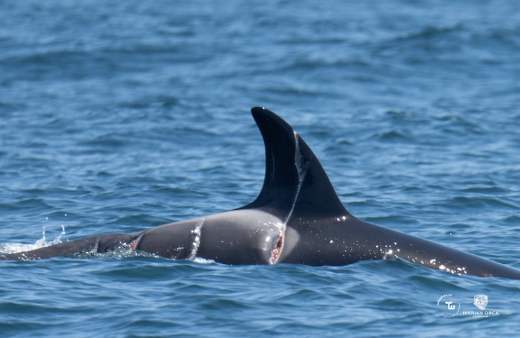 Atlas suffered severe propeller strike wounds from a vessel interaction. Luckily he survived, but he has been left with deep scars. Credit: Sea Shepherd France