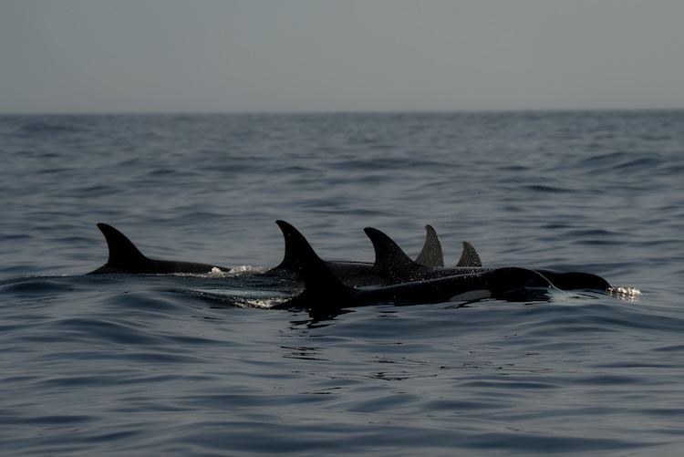 Pictured are some of the Iberian orca females flanked up, including the infamous White Gladis, the orca who supposedly started the interactive behaviour. Here, she is closely followed by her son, Atlas. Credit: Alexandra Johnston, taken under permit (WeWhale Association)