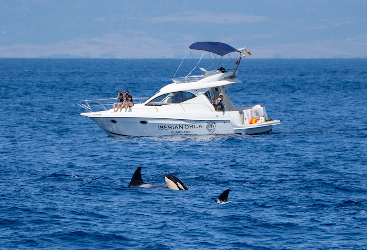 The Iberian Orca Guardians collect photo ID, acoustics and act as a patrol vessel to help monitor and mitigate interactions. Credit: Dr. Ingrid Visser