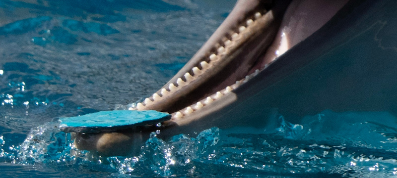 Close-up of the dolphin shown above carrying a piece of blue-painted concrete in its mouth. Dr. Ingrid Visser raised concerns about the risk that the dolphin may have ingested fragments of concrete or paint and noted that the piece came from the deteriorating surface of the tank. She added that captive dolphins may swallow foreign objects, sometimes requiring invasive procedures to remove them. Credit: Georg Volk