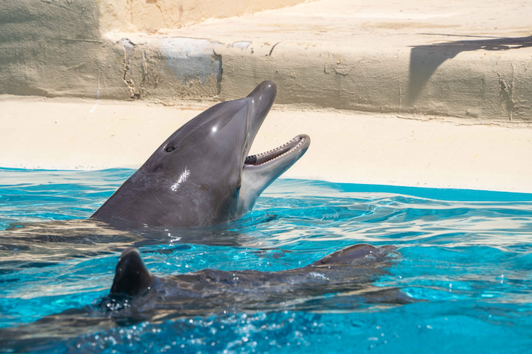 Image taken on July 25, 2026, showing two of the Marineland Antibes dolphins in one of Selwo Marina's tanks. Extensive cracking is visible in the concrete structure of the tank. The condition of the enclosure raises serious questions about how the facility was considered suitable to receive dolphins from Marineland Antibes. Credit: Georg Volk 