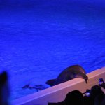 Since the dolphinarium opened in 1969, more than 60 dolphins have reportedly died at Kolmården Zoo in Sweden. Several were born as part of the facility's captive dolphin breeding program, which supplied "show quality" dolphins to other dolphinariums throughout Europe. Credit: Djurrättsalliansen/Animal Rights Alliance, Sweden