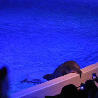 Since the dolphinarium opened in 1969, more than 60 dolphins have reportedly died at Kolmården Zoo in Sweden. Several were born as part of the facility's captive dolphin breeding program, which supplied "show quality" dolphins to other dolphinariums throughout Europe. Credit: Djurrättsalliansen/Animal Rights Alliance, Sweden